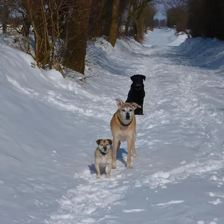 Nordseerex Daire Ahrenshoft